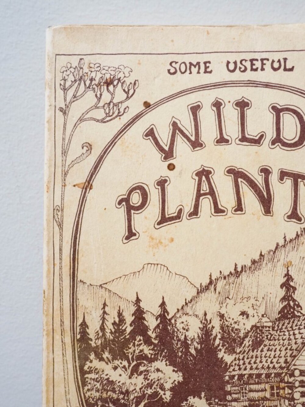 Some Useful Wild Plants - 1973 - David Manning - Vintage Foraging Guide - Picture 4 of 16